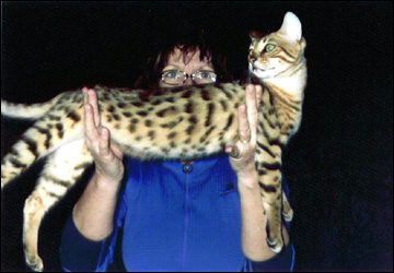 Foothill Felines Cappy, a gorgeous leopard spotted SBT Bengal male, with his mommy!