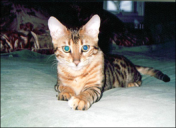Foothill Felines Cappy, a gorgeous leopard spotted SBT Bengal male at 6 months - he weighs over 10 pounds now!