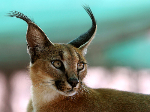 The caracal, unique cat with tall tufted ears