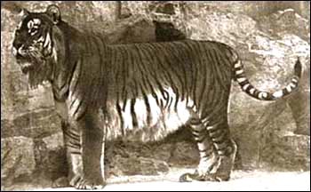 The Caspian Tiger, now extinct