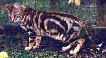 Bountiful Cassandra, a beautiful marble Bengal ancestor!