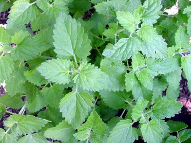 Catnip is a wonderful herb with medicinal properties for human and feline health.
