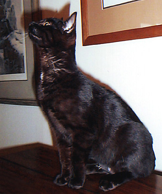 Foothill Felines Catori, a melanistic Bengal female. In the 
wild, black panthers are actually melanistic leopards.
