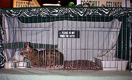 Early Foothill Felines benching area