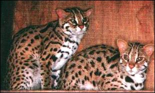 Centerwall Asian Leopard Cats!!