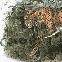Cheetah Animation