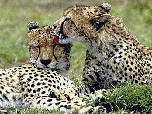 The cheetah, long, lean, explosively fast, highly inbred and in extreme danger of extinction