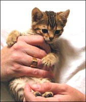 Lovely leopard female with a super personality at 4 weeks old!