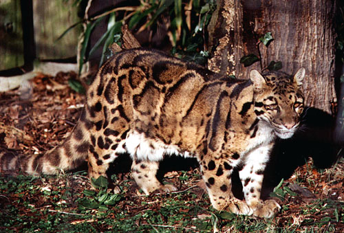 The Clouded Leopard is one of most unusual and beautiful of the wild cats.