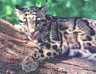The Wild Cats - The Rare and Beautiful Clouded Leopard