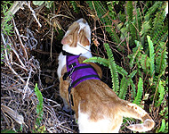 Lionel in his cat walking jacket, a unique soft sided security harness especially for cats and kittens of all sizes!