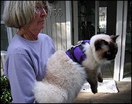 Sir Richard in his purple cat walking jacket, a unique soft sided security harness especially for cats and kittens of all sizes!