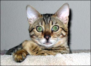 Dave and Rose Meros' beautiful spotted Bengal kitten, Foothill Felines Mohawk!