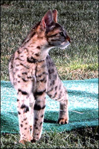 Sunny Spots, our youngest F2 Savannah female kitten, on the set at the photo shoot!