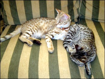 Foothill Felines Draco and Foothill Felines Max, adorable Savannah kittens from Sandy Spots and Major Mews, are wonderful and loving pets!