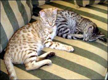 Foothill Felines Draco and Foothill Felines Max, adorable Savannah kittens from Sandy Spots and Major Mews, are wonderful and loving pets!