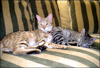 Foothill Felines Draco and Foothill Felines Max, adorable Savannah kittens from Sandy Spots and Major Mews, are wonderful and loving pets!