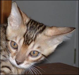 Foothill Felines Marduk, a gorgeous leopard spotted SBT Bengal male, at home in Vacaville with Bellbooknbengal!