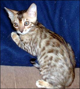 Foothill Felines Marduk, nicknamed Duke, the new show star of Bellbooknbengal cattery!