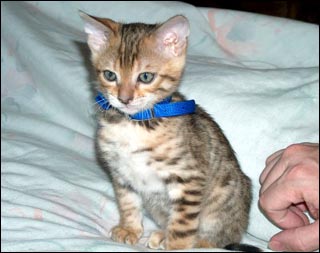 Frisky, a gorgeous, top quality leopard spotted Bengal male, at 9 weeks old, now part of a wonderful home and family in the Bay Area of Northern California!