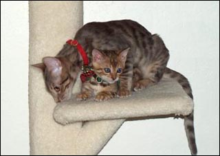 Foothill Felines Frisky, a terrific brown spotted Bengal male kitten with a great personality!