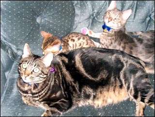 A handsome kitten from the Bengal breeding program of Foothill Felines.