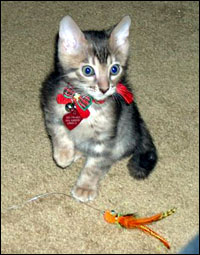 Foothill Felines Ricochet, a gorgeous, highly glittered blue spotted leopard Bengal male, at 9 weeks old!