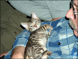A handsome kitten from the Bengal breeding program of Foothill Felines in the arms of his new daddy.