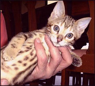 Brown Marble Female Bengal Kitten  at 6 Weeks!