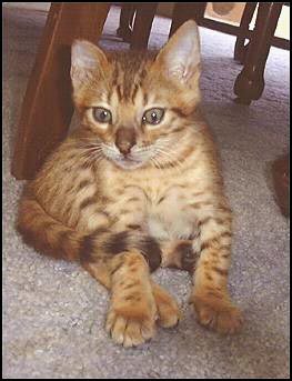 Bengals are an exciting new domestic breed of cat, less than 20 years old!