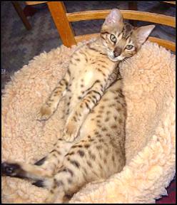 Foothill Felines Midas, a very intensely glittered leopard spotted SBT male Bengal!