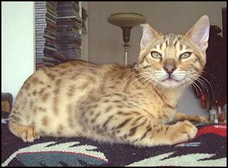 Foothill Felines Midas, highly glittered extremely friendly Bengal kitten.