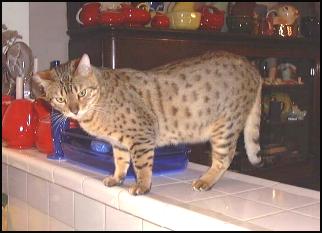 Foothill Felines Midas, showing his great tail, body type and powerful legs!