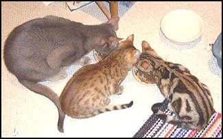 Blue Abyssinian Dweezil with Foothill Felines Midas and Foothill Felines Macy!
