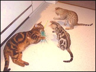 Mobi, Macy and Midas, all from Foothill Felines, exotic Bengal Cat breeder in Sacramento, CA