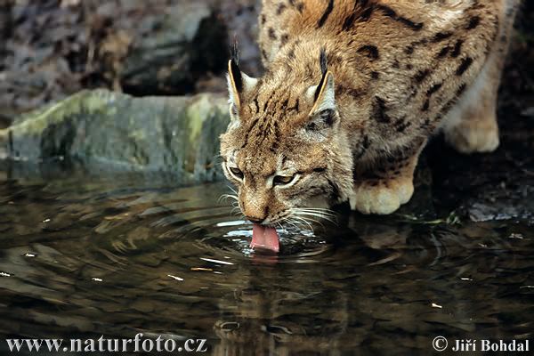 The Eurasian Lynx in Rare,