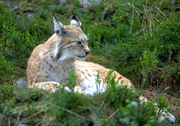 The Eurasian Lynx with tufted ears