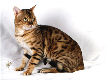 Spothaven Ewan, an SBT breeding Bengal male with an outstanding pedigree.