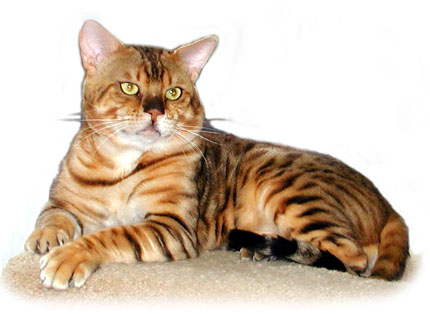 Ewan is the epitome of masculine, powerful, athletic, muscular Bengal males - however, he also happens to be a teddy bear!!