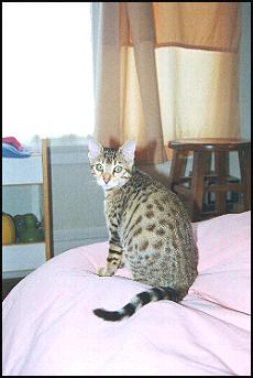 Ezri Dax at 4 1/2 months old - a lovely, top breeder quality SBT female spotted Bengal kitten!