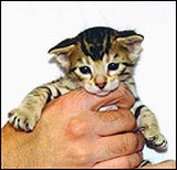 Name ideas for felines that are humorous, religious, fun, cute, beautiful, famous and more, from HDW Enterprises!