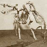 False Saber Tooth Tiger, now extinct