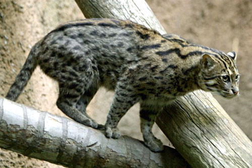 The fishing cat is built for catching and eating fish