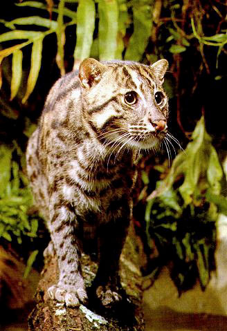 The fishing cat has webbed feet