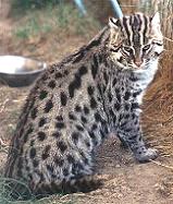 The Wild Cats - The Fishing Cat