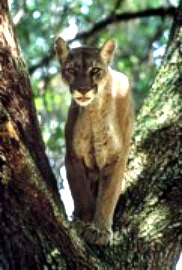 Highly Endangered Florida Panther in photo by acclaimed nature photographer Brian Call, available for purchase through the Florida Panther Society Inc website