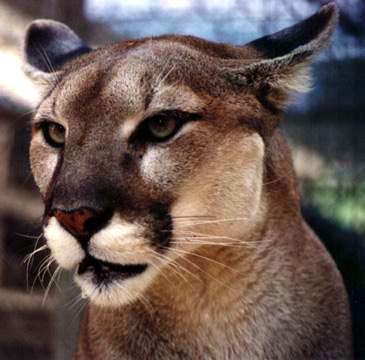 Majestic Florida Panther, now facing extinction