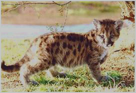 Adorable Florida Panther Cub, now facing extinction