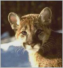 Highly Endangered Florida Panther Teenager