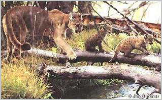 Adorable Florida Panther Cubs with their mother, now facing extinction
